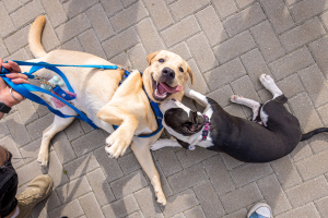 Siauliu-sporto-miestelis-2023-@Aldas-Kazlauskas-427